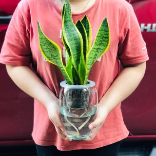 CHẬU CÂY THỦY SINH THỦY CANH, HỒ CÁ THỦY TINH SIZE NHỎ 12X19 CM, TERRARIUM MINI FISH TANK ML-QDN26