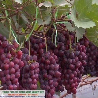 Cây giống nho hạ đen siêu quả