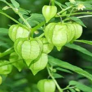 Hạt giống cây ANH ĐÀO ĐẤT (50H)