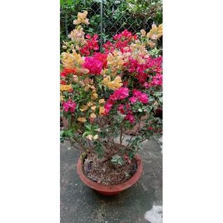 Chậu cây hoa giấy