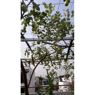 cây giống táo thái ròn