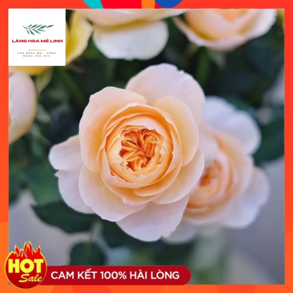 Hoa hồng giống ngoại triệu đô Juliet rose[👉GÍA RẺ BẤT NGỜ👈]- Cây Giống được 25 ngày tuổi, cây khỏe, phát triển tốt.