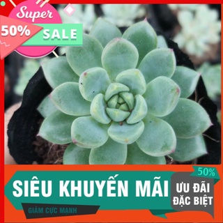 Sen đá bánh bao xanh mới
