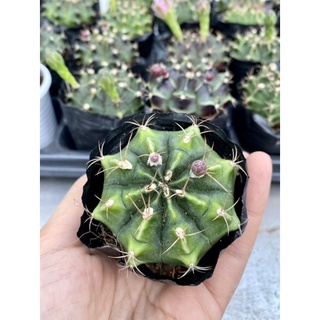 Combo 6 cây xương rồng
