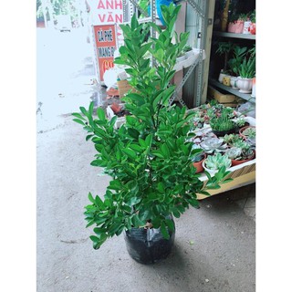 Cây Quất Đang Ra Quả Cây Khỏe