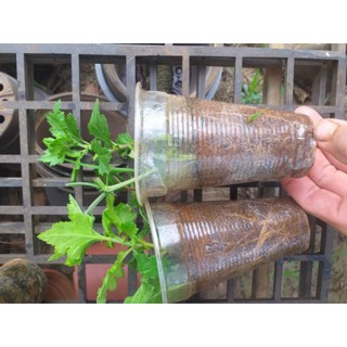 Cúc Cổ Đổi Màu
