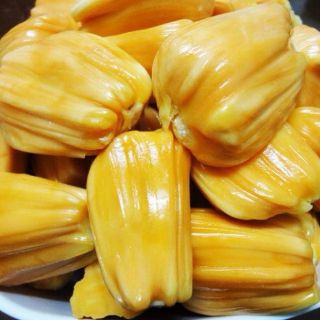 Cây giống mít thái