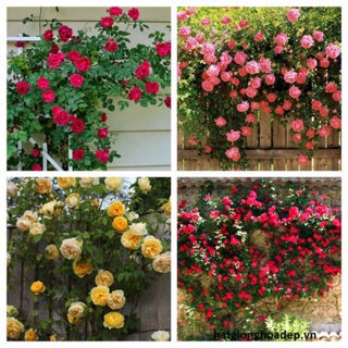 Hoa hồng leo pháp - Dây leo đủ mầu cho khách hàng chọn, (tặng kích rễ)