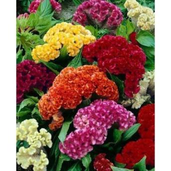 Hạt Giống Hoa Mào Gà Búa Mix Nhiều Màu  - MUA 3 TẶNG 1 CÙNG LOẠI