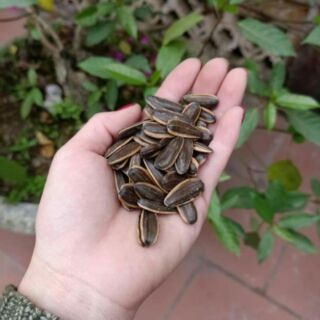 Hướng dương tẩm caramel