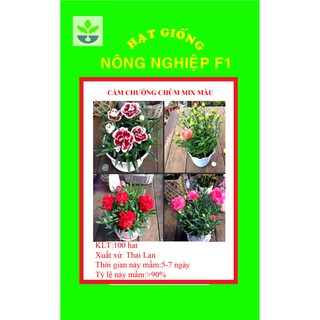 Gói 100 hạt giống hoa cẩm chướng chùm mix màu