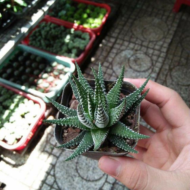Sen đá Móng rồng