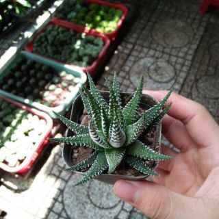 Sen đá Móng rồng