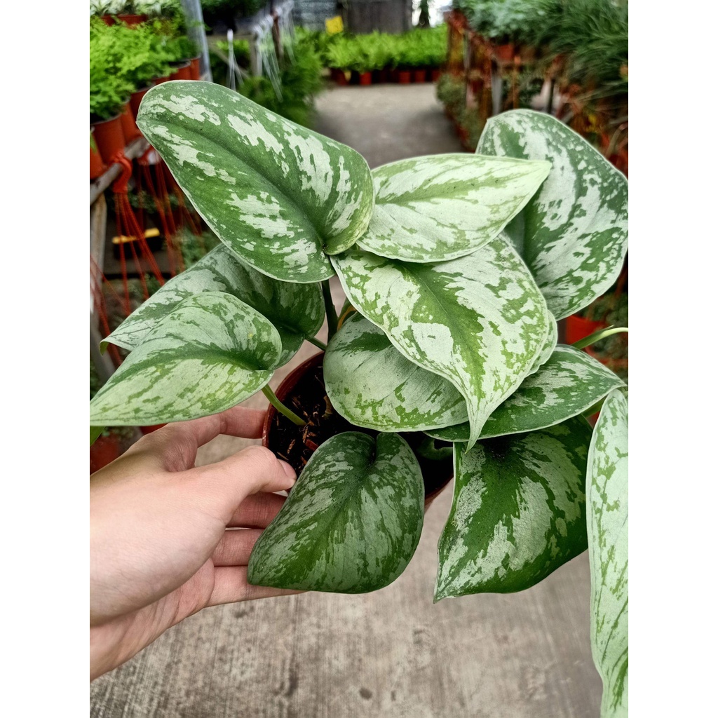 Cây giống Scindapsus pictus Exotica (Trầu Bà Exotica) chậu nhựa 8cm