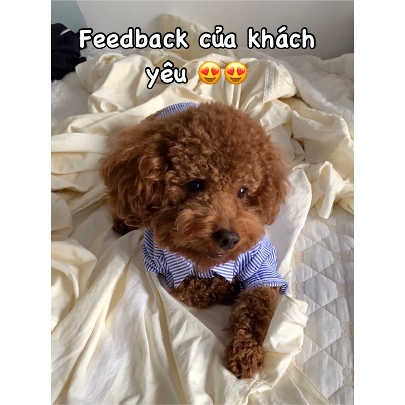 Áo sơ mi sọc thêu trái tim sang trọng cho chó mèo