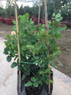 Hoa hồng nhật Masora