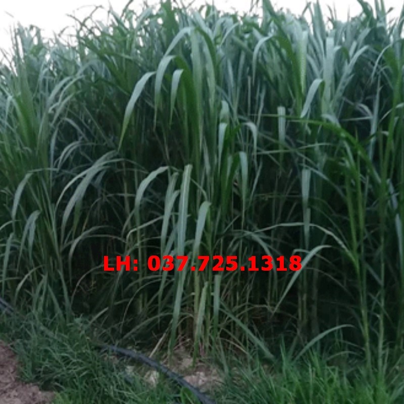 Hạt Giống Cỏ Voi Lai F1 Không Lông Lá Mềm  - Cỏ Cao Lương, Cỏ Chăn Nuôi Trâu, Bò, Dê, Ngựa, Thỏ, Cá
