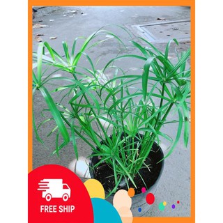 Cây Trúc Thuỷ