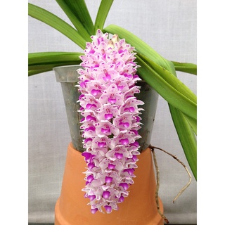 1 cây lan rừng đuôi chồn