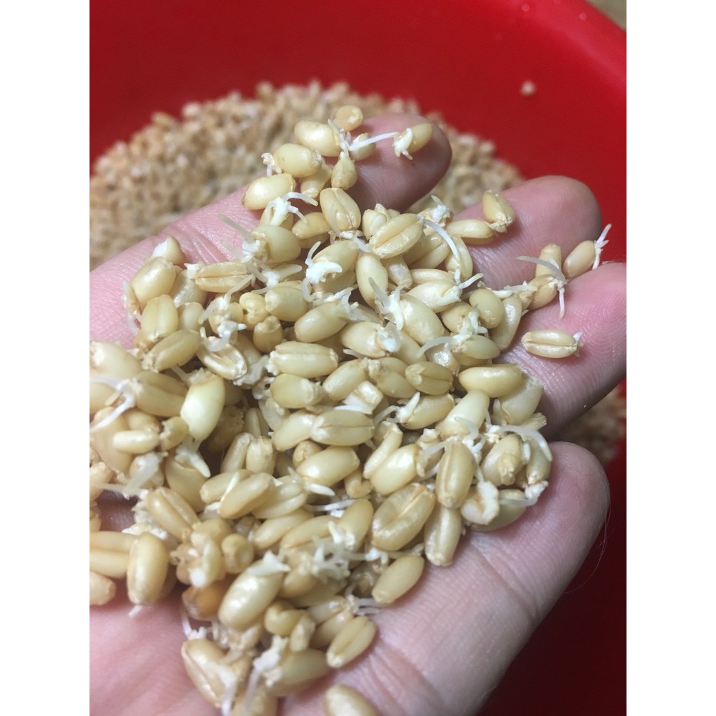 40gr hạt giống lúa mạch/cỏ mèo