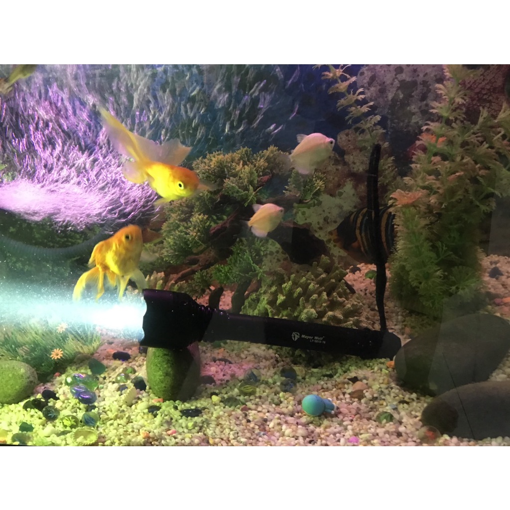 Đèn pin siêu sáng chống nước Mayor Wolf LY S015 - Tặng kèm hộp đựng cao cấp, hàng chính hãng | BigBuy360 - bigbuy360.vn