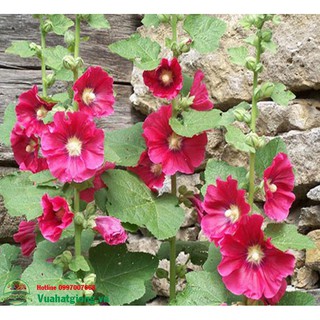 Hạt giống Hoa mãn đình hồng - Rau củ quả trồng tại vườn, sân thượng, nông trang, ban công