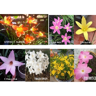 Combo 1-Sét 7 củ huệ mưa ngoại đủ màu, siêng hoa, cho người mới chơi, đảm bảo sống 100% (không lẫn củ nội)