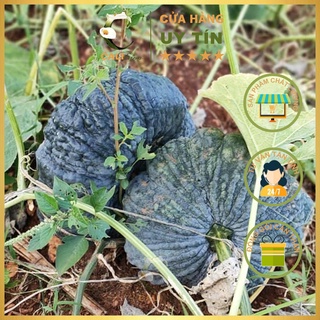 Hạt giống Bí Đỏ Da Cóc Rado 565 (5 hạt)
