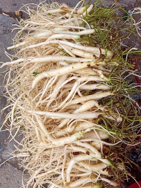 🍁👌1 ký SÂM DÂY Ngọc linh 🌿💕⭐️