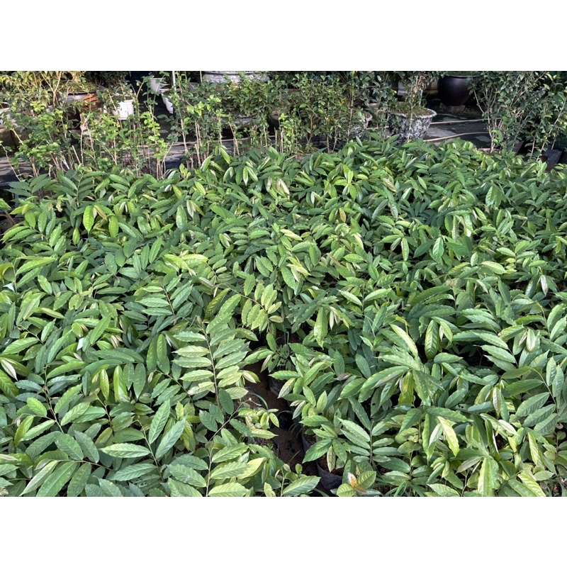 CÂY HOA DẺ GIỐNG cao 50-60 cm