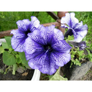 25H - HẠT GIỐNG HOA DẠ YẾN THẢO GÂN