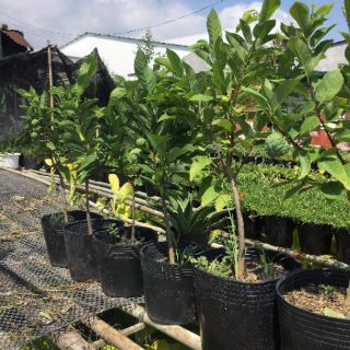 Cây 🌲 Mãng cầu dai.... Đang trái