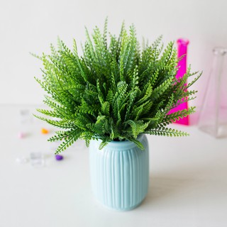 Combo 5 cây dương xỉ măng sao pvc