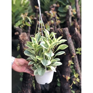 Chậu treo cây trường sinh cẩm thạch