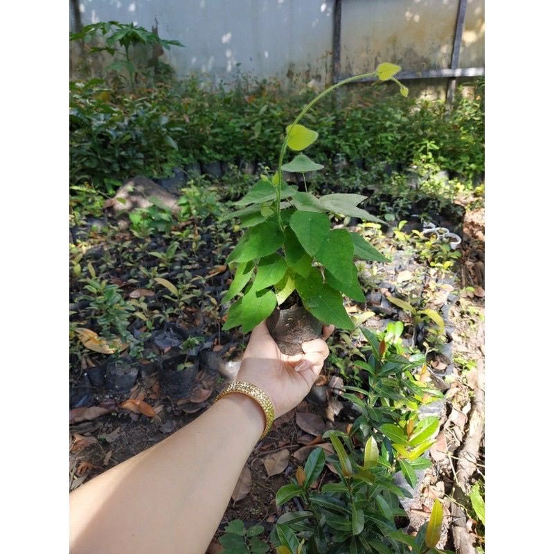 ♤♤ Cây Sương sâm lông