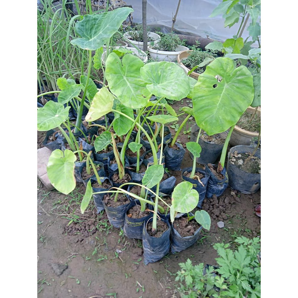Set 2 cây bạc hà nấu canh chua ( Dọc mùng ) - Đơn hàng thanh toán trước tặng 1 cây