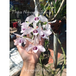 Phi Điệp 5ct Cây Con