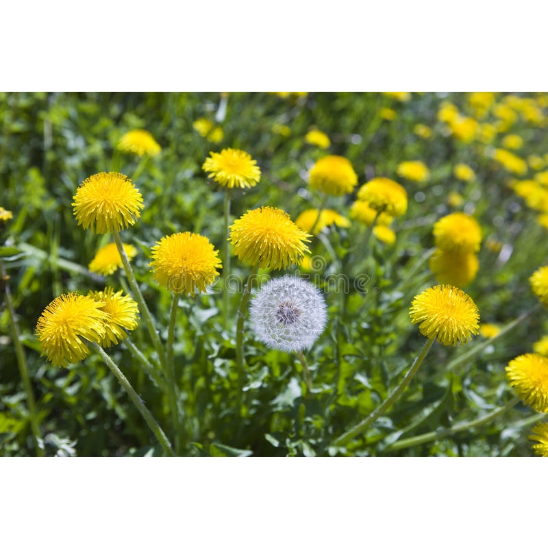 Hạt giống hoa bồ công anh đẹp chịu nhiệt trồng chậu, sân vườn ban công tỉ lệ nảy mầm cao 1g RADO 924