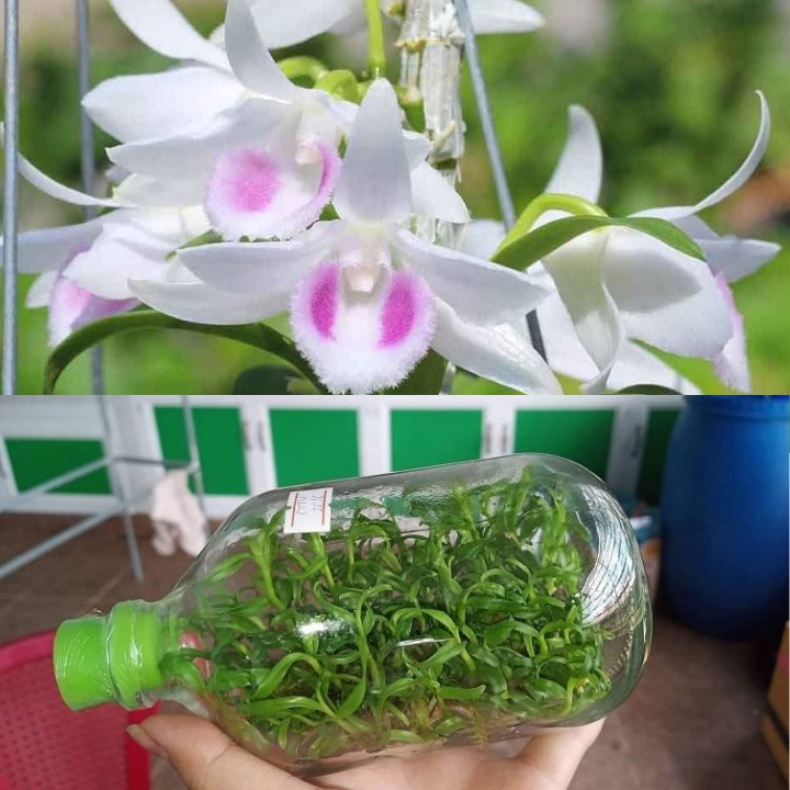 chai mô 5ct ho 1 chai 40 cây khỏe mạnh bao sống giá siêu hời