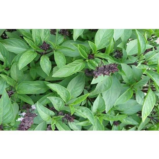 HẠT GIỐNG HÚNG QUẾ CAO SẢN  - 10G
