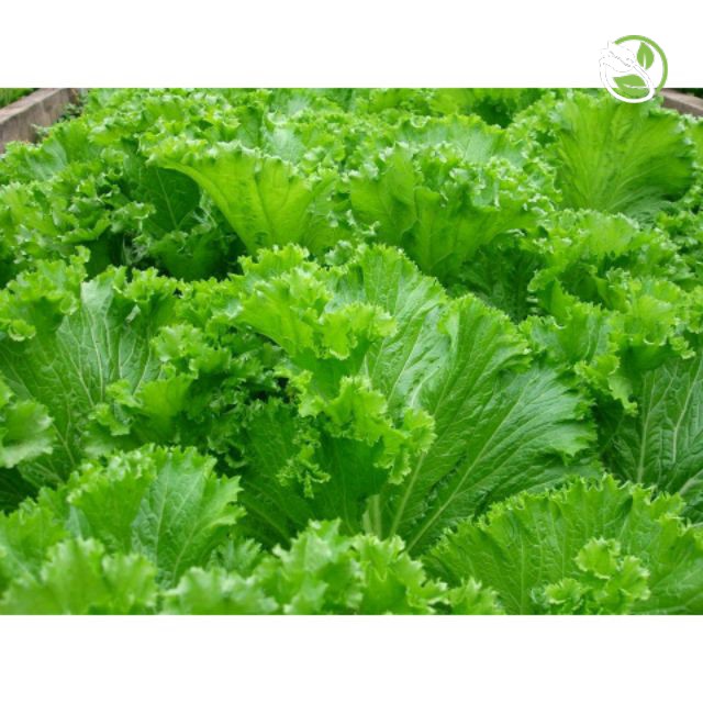 Hạt Giống Cải Bẹ Mào Gà Phú Nông - Gói 20g - Mustard Green Serrated Leaves