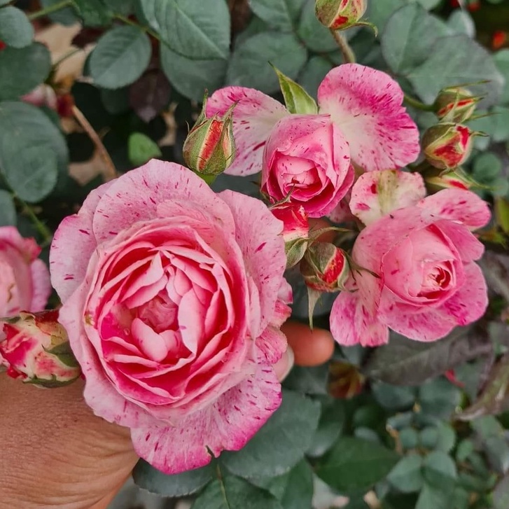 Hoa hồng ngoại Lady Candle rose hồng sọc trộn trắng – Vẻ đẹp lôi cuốn mọi người yêu hoa - Vườn Hoa Melinhrose