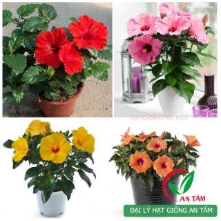 Hạt giống hoa dâm bụt lùn - 20 Hạt - HÀNG CÔNG TY
