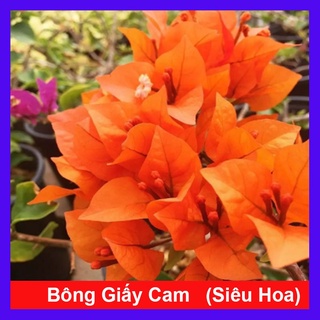 Cây Bông Giấy Cam - cây cảnh sân vườn - caykiengsadec