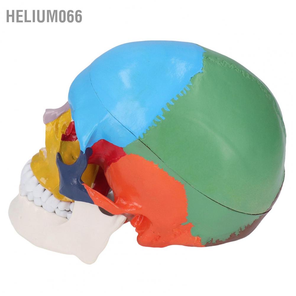 Mô Hình Hộp Sọ Người 3 Phần Với Bảng Màu Sắc Dành Cho Giảng Dạy Và Dạy Học Helium066