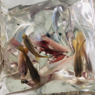 BETTA ( combo 7 con )