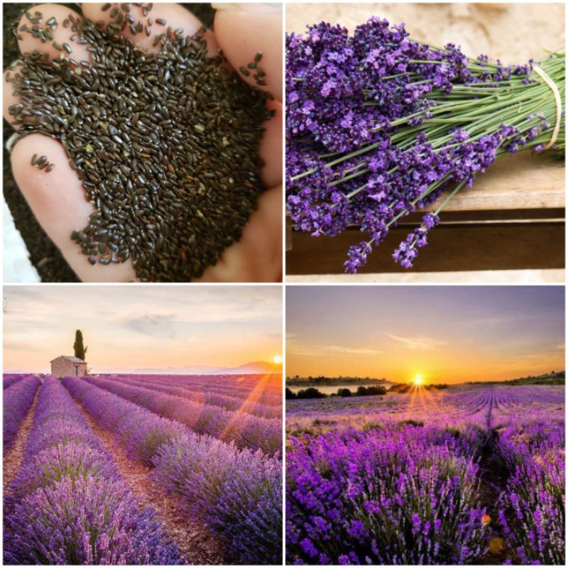 50H - Hạt giống hoa Lavender trắng tuyết  - thơm hơn nước hoa