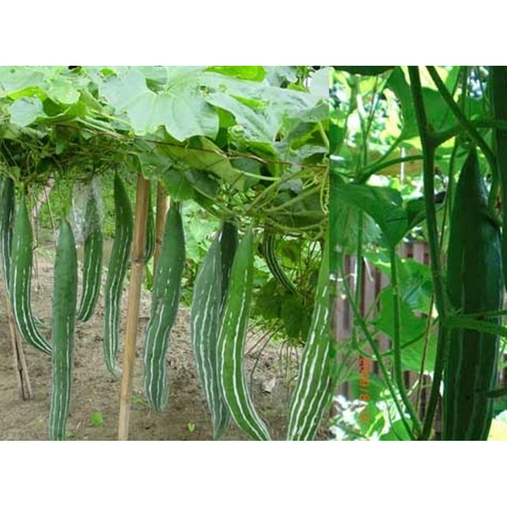 Hạt giống mướp rắn F1 Phú Nông gói 2gr