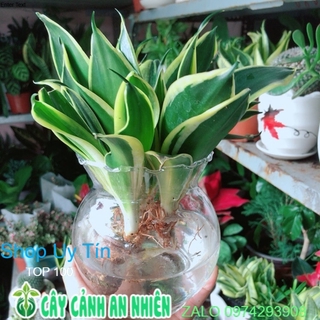 Chậu lưỡi hổ thái xanh thuỷ sinh