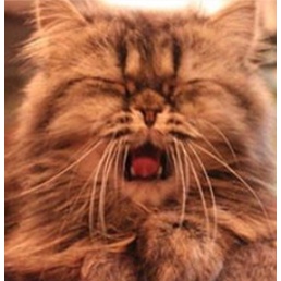 1 Hộp  h o, hắt hơi Trên Chó Mèo